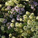 Lobularia maritima 'Wonderland pastel'